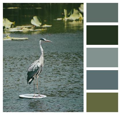 Grey Heron Bird Lake Image